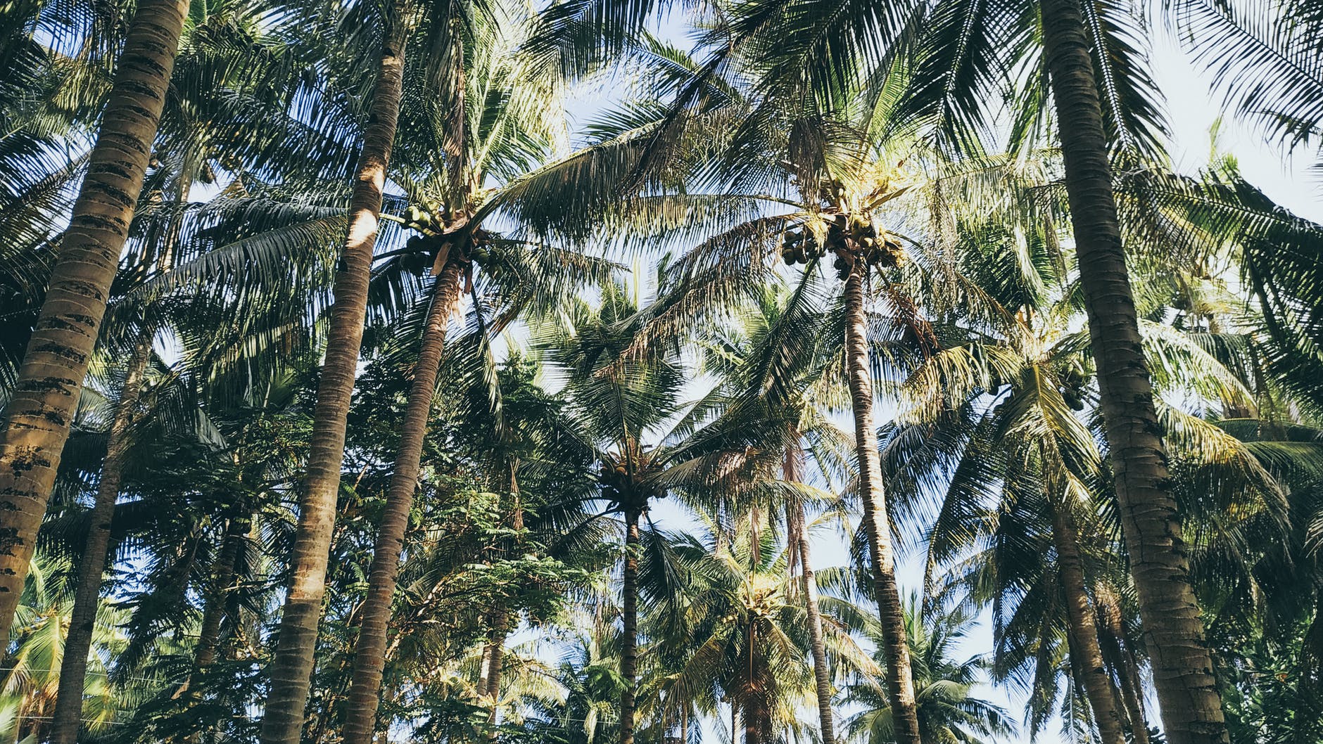 green coconut tree lot